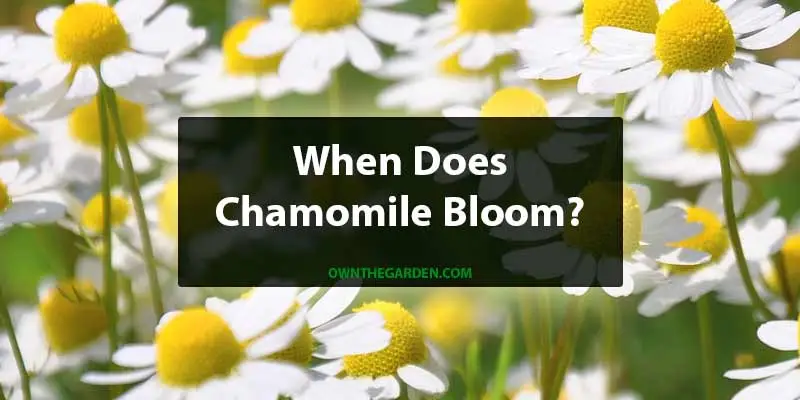 When Does Chamomile Bloom