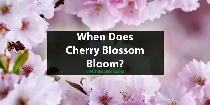 When Does Cherry Blossom Bloom