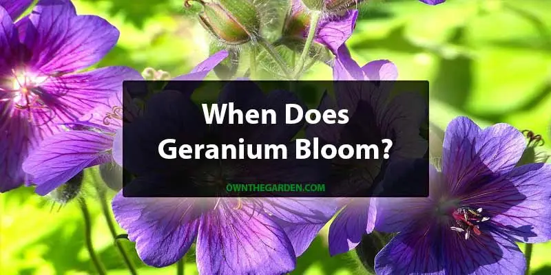when does geranium bloom