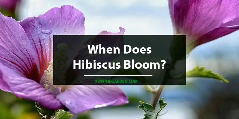 When Does Hibiscus Bloom