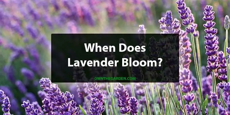 When Does Lavender Bloom