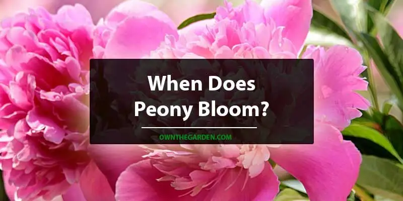 When Does Peony Bloom