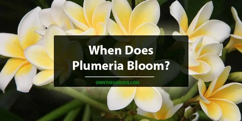 When Does Plumeria Bloom