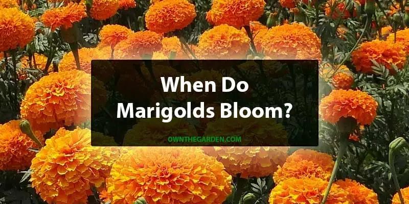 When Does Marigold Bloom