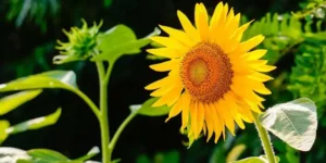 Can Sunflowers Grow In Pots