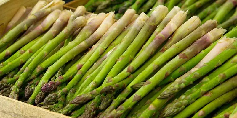 Storing Asparagus After Harvesting