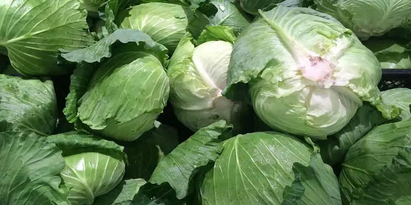 Storing Cabbage After Harvesting