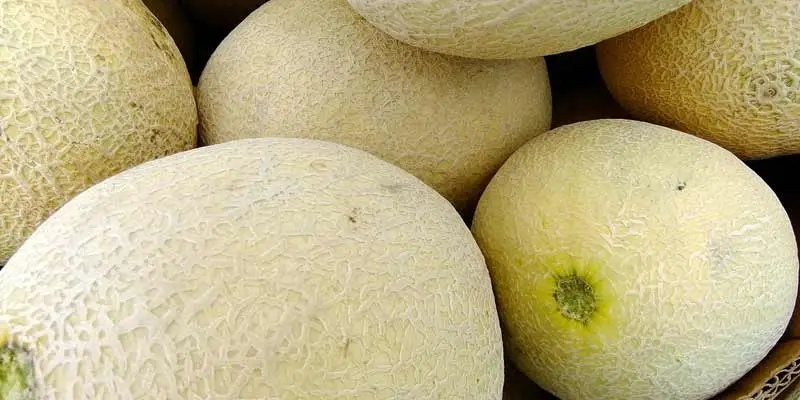 Storing Cantaloupe After Harvesting