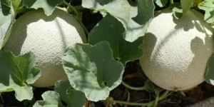 When To Harvest Cantaloupe
