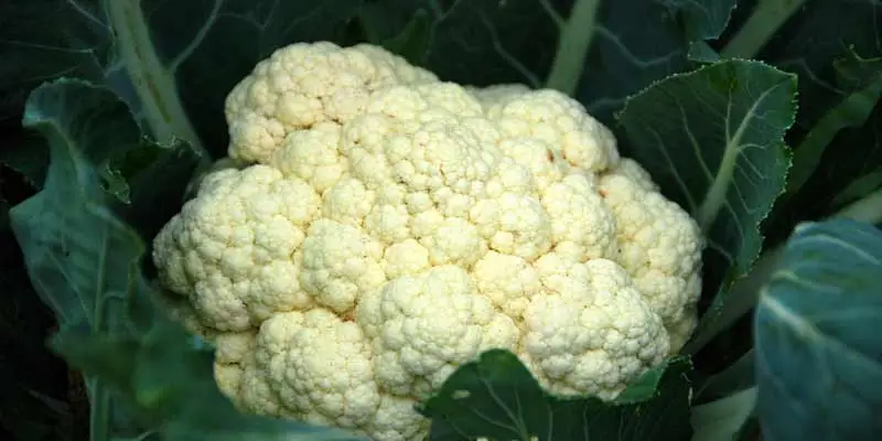 When To Harvest Cauliflower