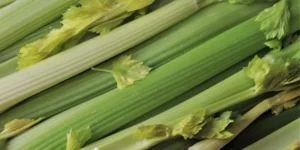 When To Harvest Celery