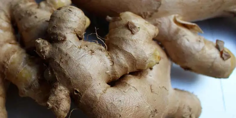 When To Harvest Ginger