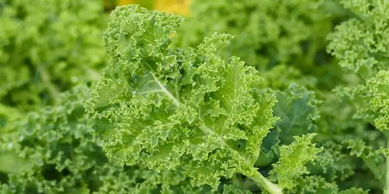When To Harvest Kale