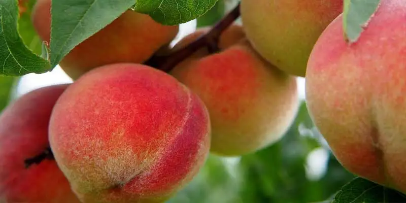When To Harvest Peaches
