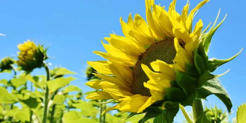 When To Harvest Sunflowers