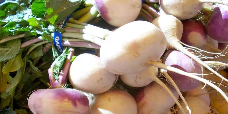 When To Harvest Turnips