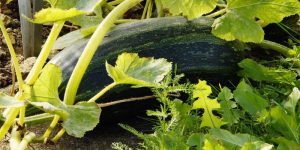 zucchini is ready for harvesting