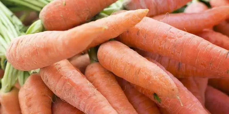 When To Plant Carrots