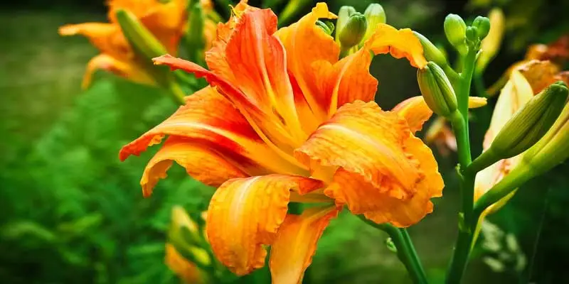 When To Plant Daylilies