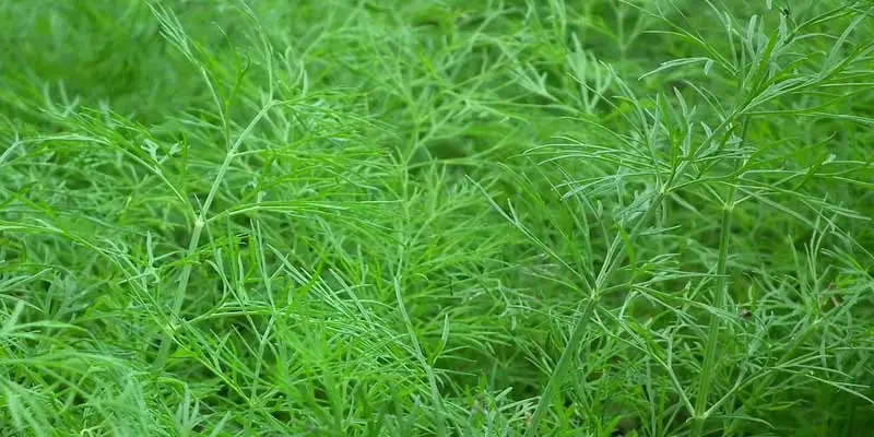 When To Plant Dill