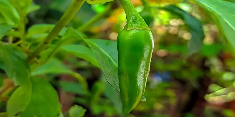 When To Plant Jalapenos