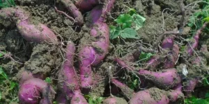 When To Plant Yams