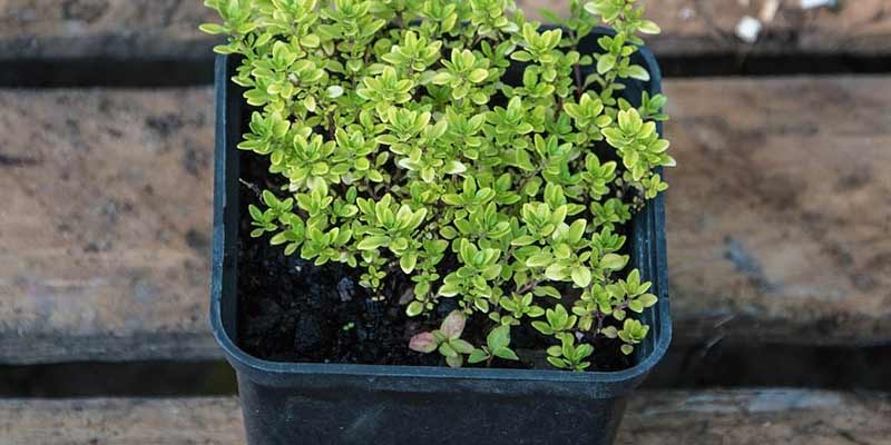 thyme in a container