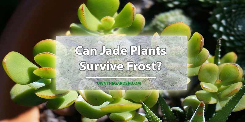 jade plants