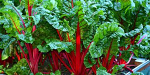 swiss chard grown in a wooden container