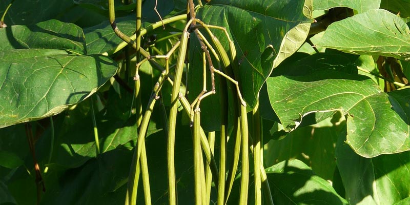 green beans growing in the garden