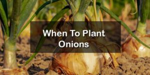 onion plants
