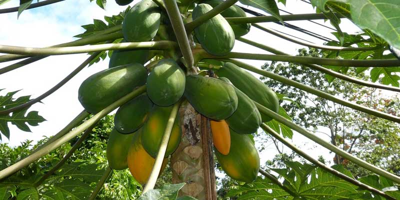 papaya fruit tree